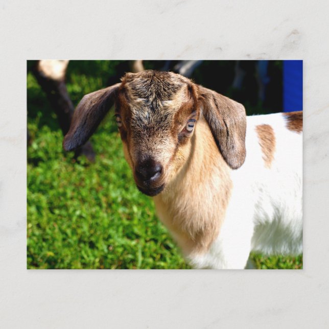 Baby Goat - vykort (Framsida)