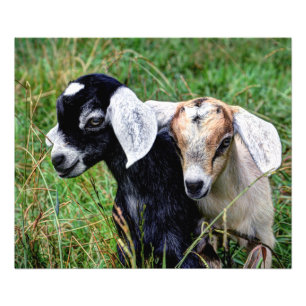 Baby Goats Fototryck
