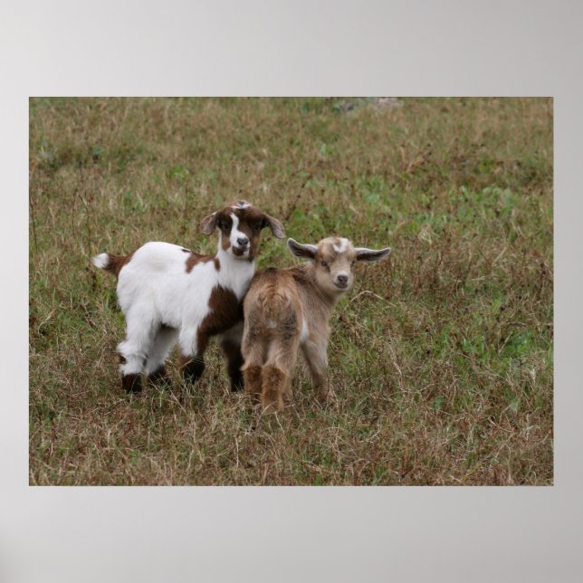 Baby Goats Poster (Framsidan)