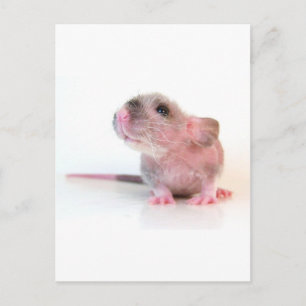 Baby Gobi Råtta Vykort