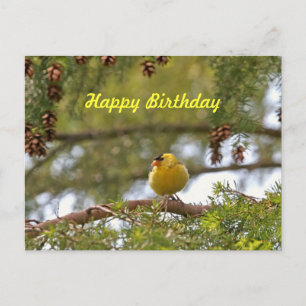 Baby Goldfinch Photo Vykort