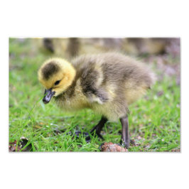 Baby Goose Fototryck