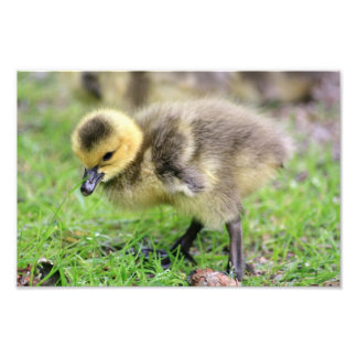 Baby Goose Fototryck