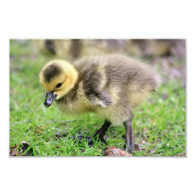 Baby Goose Fototryck (Framsidan)
