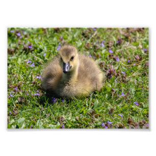 Baby Goose (Gosling) Fototryck