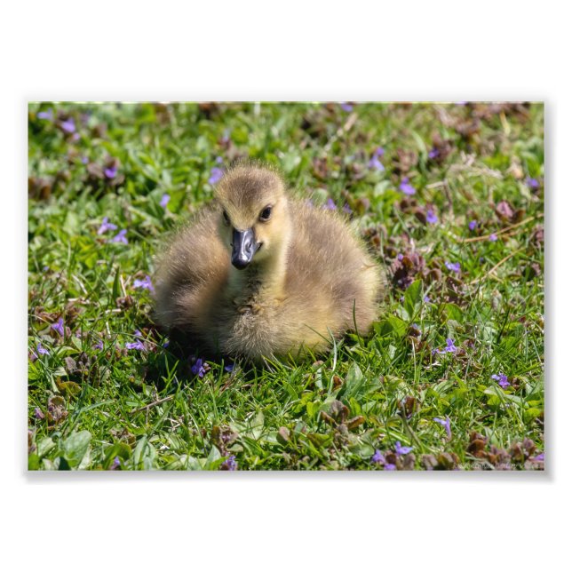 Baby Goose (Gosling) Fototryck (Framsidan)