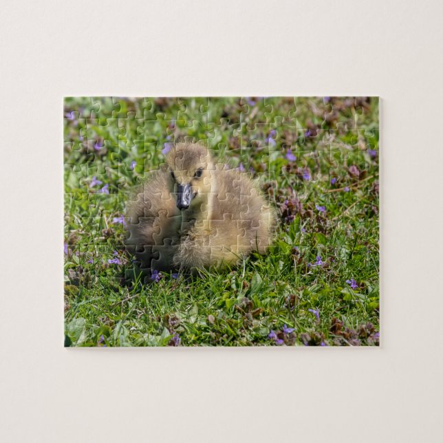Baby Goose (Gosling) Pussel (Horisontell)