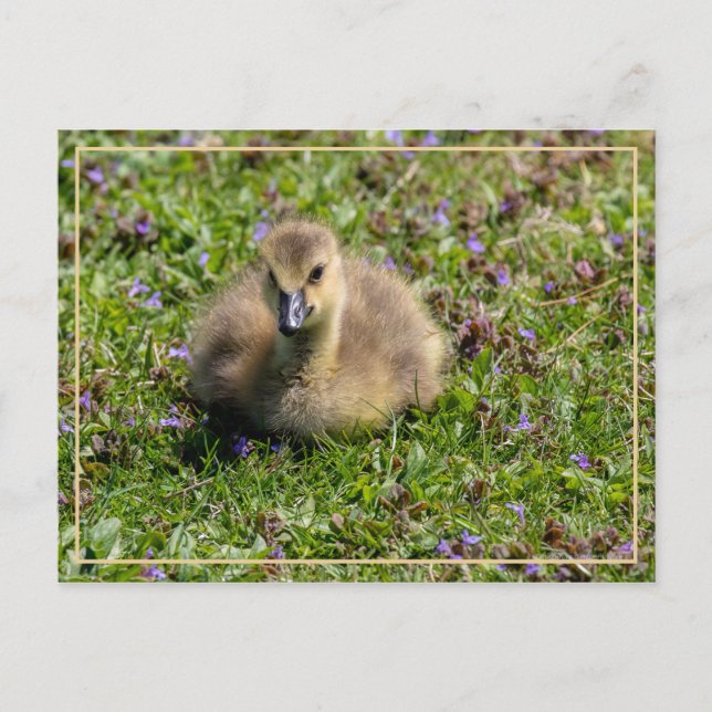 Baby Goose (Gosling) Vykort (Framsida)