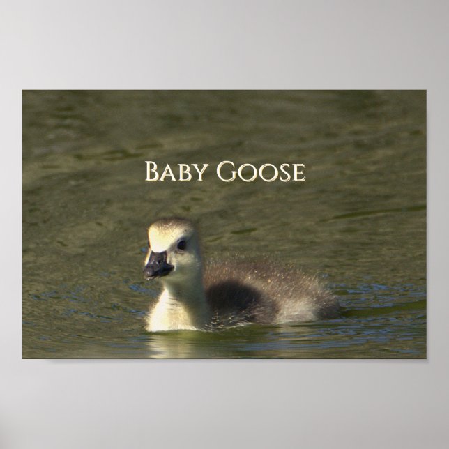 Baby Goose Photo Poster (Framsidan)