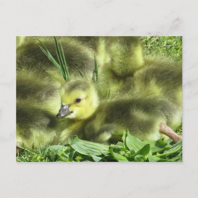 Baby Goose Vykort (Framsida)