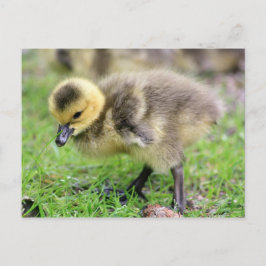 Baby Goose Vykort