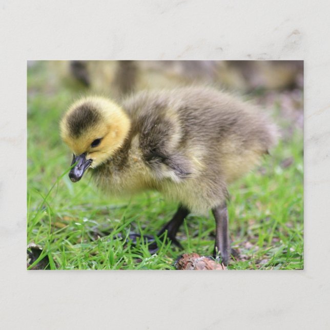 Baby Goose Vykort (Framsida)