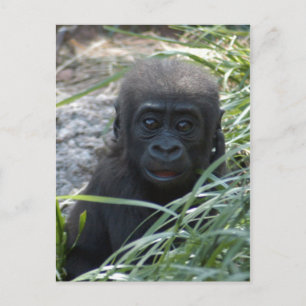Baby Gorilla 4x6 vykort