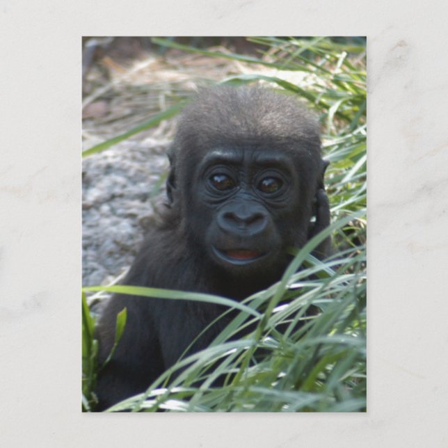 Baby Gorilla 4x6 vykort (Framsida)