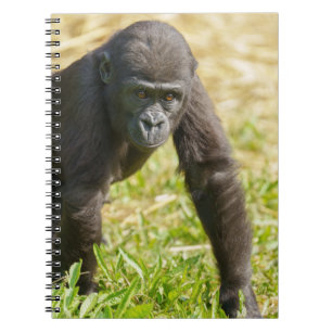 Baby Gorilla Anteckningsbok