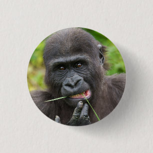 Baby Gorilla Cuteness Knapp