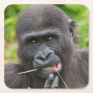 Baby Gorilla Cuteness Underlägg Papper Kvadrat