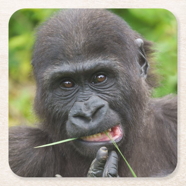 Baby Gorilla Cuteness Underlägg Papper Kvadrat (Framsidan)