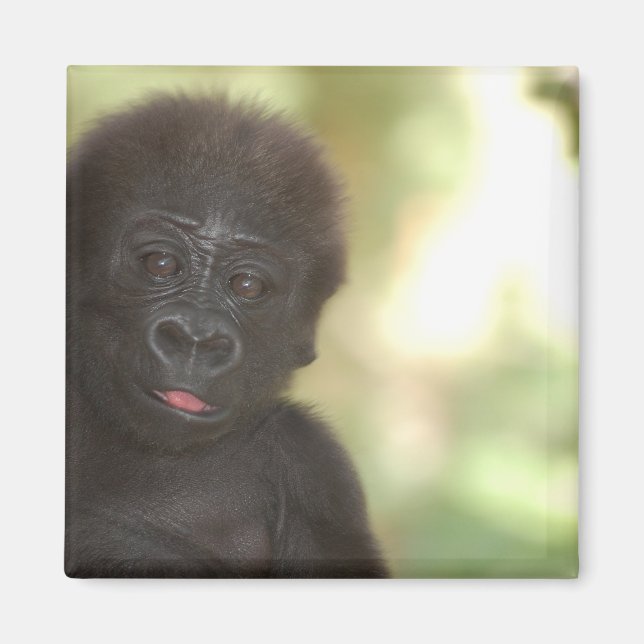 Baby Gorilla Magnet (Framsidan)