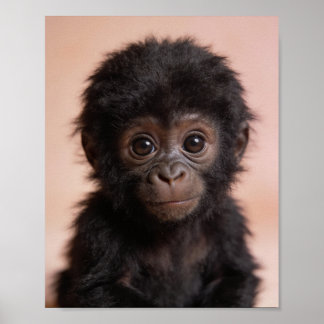 Baby Gorilla Porträtt Barnkammare Väggkonst