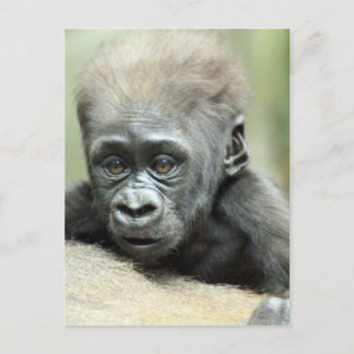BABY GORILLA RELAXING VYKORT