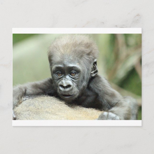 BABY GORILLA RELAXING VYKORT (Framsida)