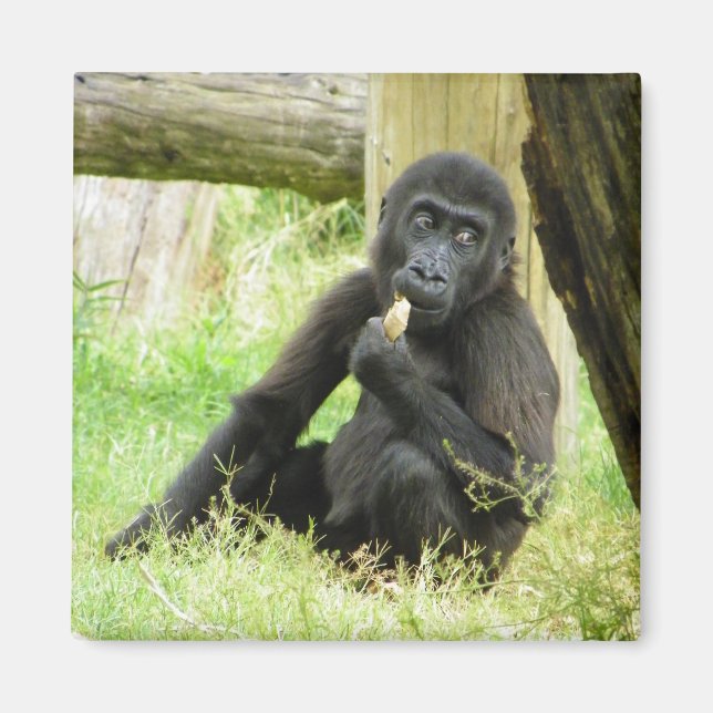 Baby Gorilla Snacking Magnet (Framsidan)