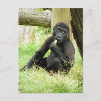 Baby Gorilla Snacking Vykort