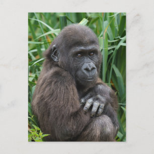 Baby Gorilla Tapestry Vykort