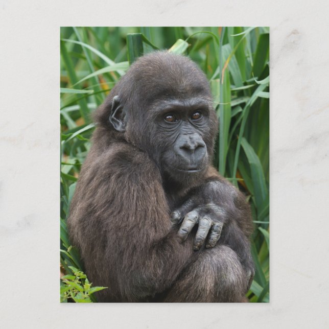 Baby Gorilla Tapestry Vykort (Framsida)