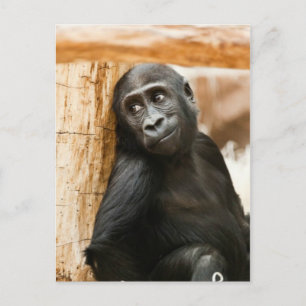 Baby gorilla vykort