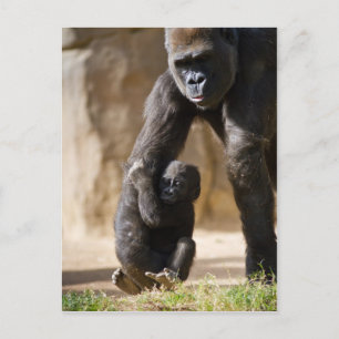 Baby Gorilla Vykort