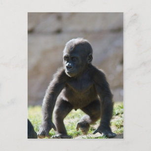 Baby Gorilla Vykort