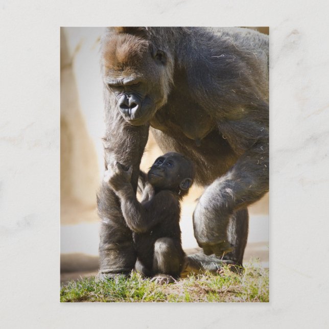 Baby Gorilla Vykort (Framsida)