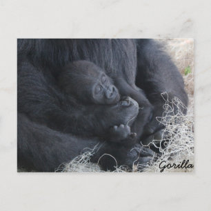 Baby Gorilla Vykort