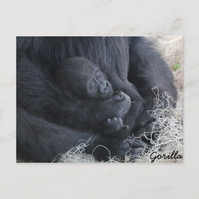 Baby Gorilla Vykort (Framsida)