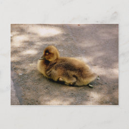 Baby Gosling i Vår Vykort