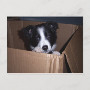Baby Gräns Collie Vykort