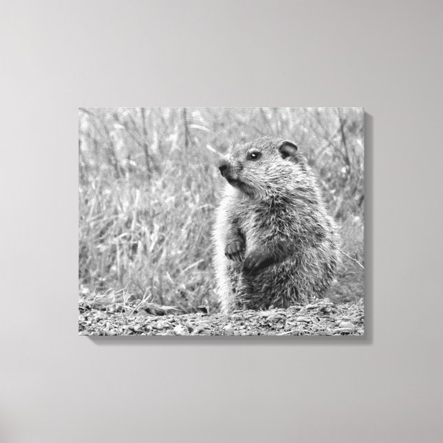 Baby Groundhog in BLACK AND WHITE Canvastryck (Framsida)