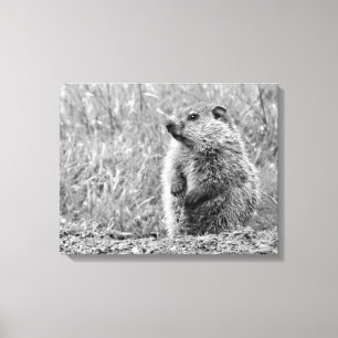 Baby Groundhog in BLACK AND WHITE Canvastryck