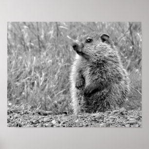 Baby Groundhog in BLACK AND WHITE Poster