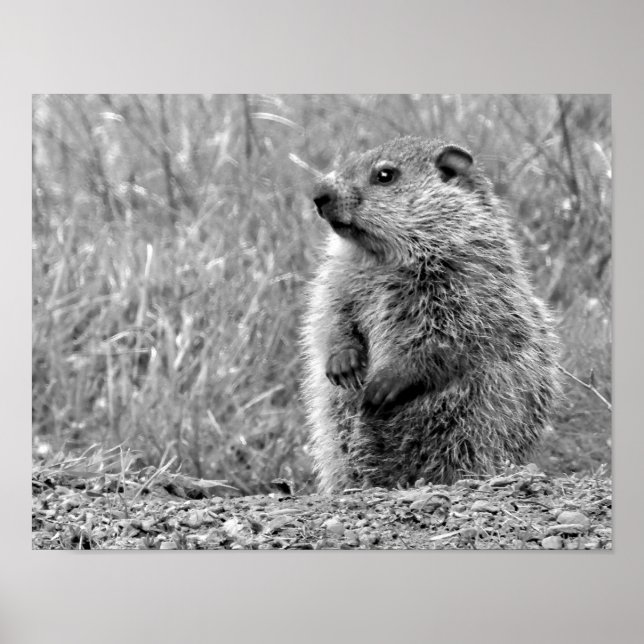 Baby Groundhog in BLACK AND WHITE Poster (Framsidan)