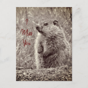 Baby Groundhog in BLACK AND WHITE Vykort