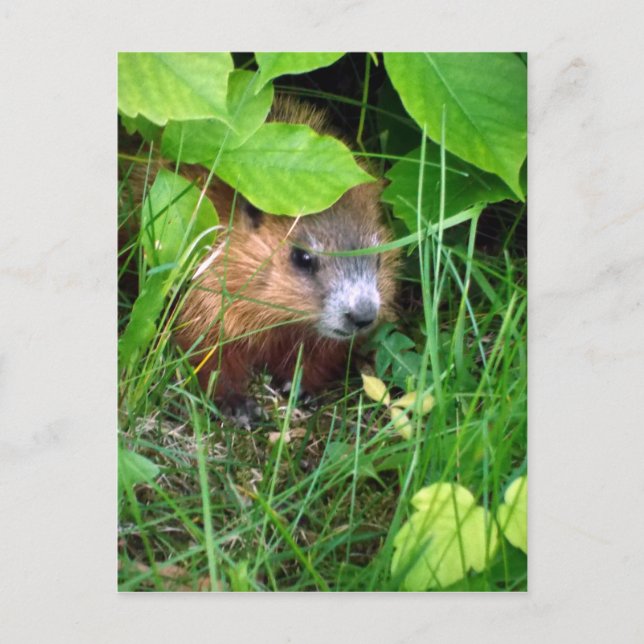 Baby Groundhog Petite Marmotte Hull Quebec Kanada Vykort (Framsida)