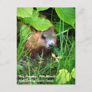 Baby Groundhog Petite Marmotte Vår i Kanada Vykort