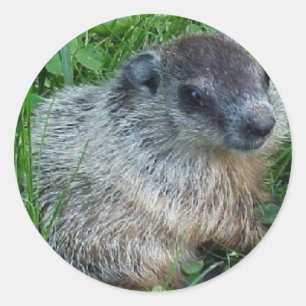 Baby Groundhog Sticker Runt Klistermärke