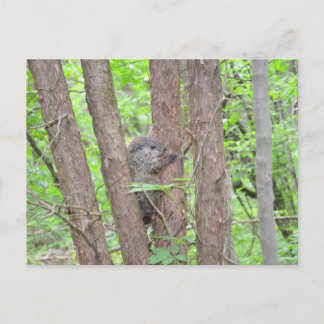 Baby Groundhog-vykort Vykort