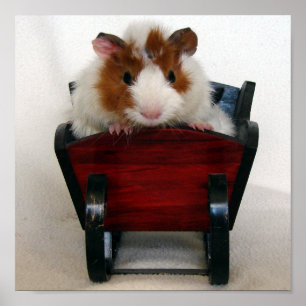Baby Guinea Gris i Sleigh Poster