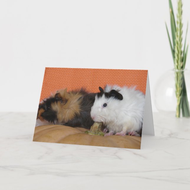 Baby Guinea Grisar på Pumpkin Kort (Framsida)