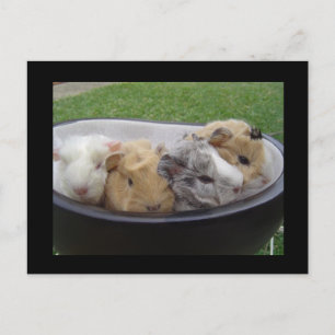 baby guinea grisar vykort